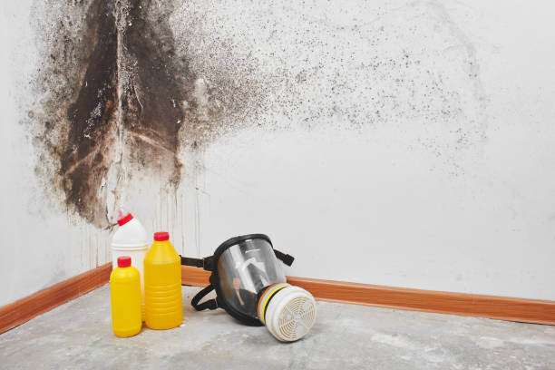 Best Black Mold Removal  in St Rose, LA