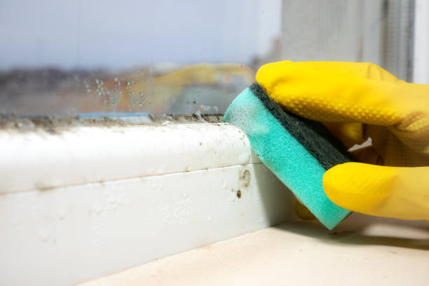 Best Mold Testing  in St Rose, LA