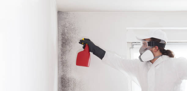 Mold Removal Process in St Rose, LA